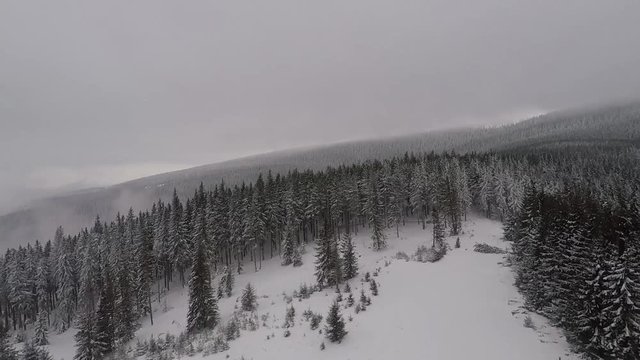 Wild witter mountain forest