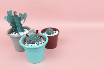 Three succulents or cactus on pink background. Creative design. Minimal art gallery. Fresh colors pastel trend.