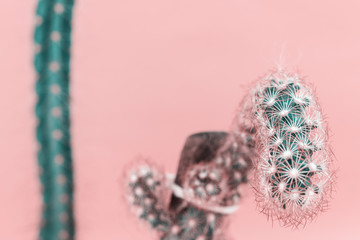 Cactus on pink background. Creative design. Minimal  art gallery. Fresh colors pastel trend.