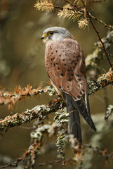 Eurasian Kestrel - Falco tinnunculus, beautiful raptor from European forest.