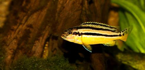 Auratus cichlid Melanochromis auratus golden mbuna aquarium fish isolated