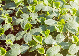 Obraz premium Young healthy cucumber seedling ready to plant in the field or garden.