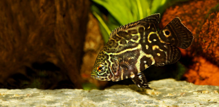 Tiger Oscar Cichlid Astronotus ocellatus aquarium fish 