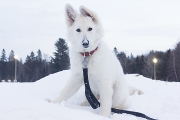 Obraz premium daria02