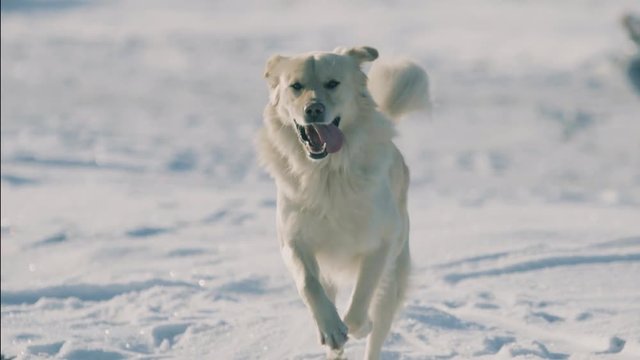 Joyful dog running on the snow in slow motion