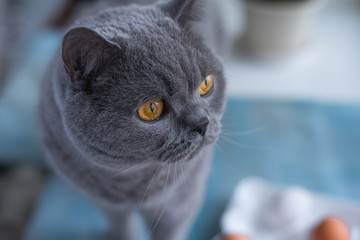 A young British shorthair cat looking out the window - close-up