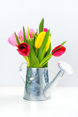 Spring tulips on white background
