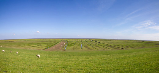 Deichpanorama mit Schafen © OFC Pictures