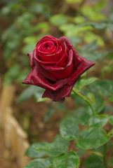 Dark Red Rose