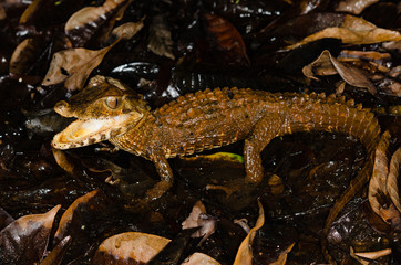 Paleosuchus palpebrosus