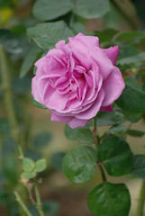 Pink Rose