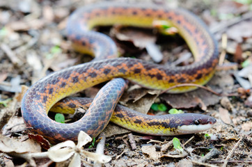 Xenopholis undulatus