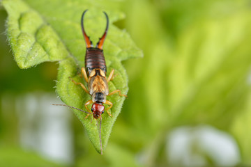 European earwig on tomato plant leaves. Highly detailed macrophotography of male exemplar of...