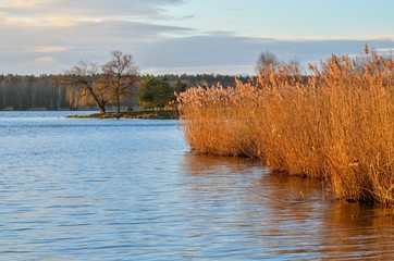 Beautiful morning landscape. Bushes and trees by the lake.