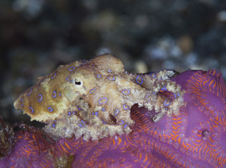 Greater Blue-Ringed Octopus