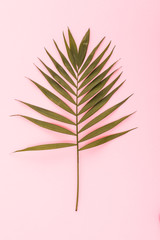 Geen palm leave isolated on pink