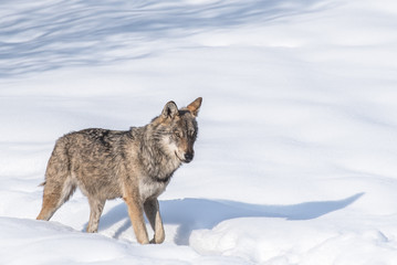 Obraz premium the wolf