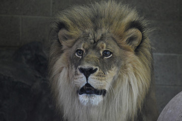 Obraz na płótnie Canvas Male Lion