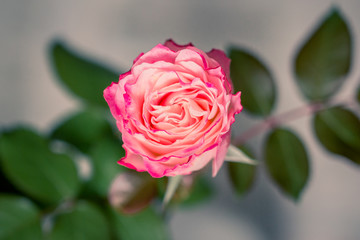 La rose