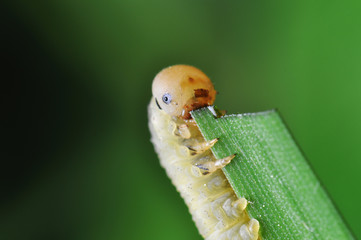 Catepillar