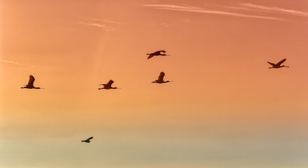 Obraz premium Silhouette of spoonbill birds in flight with red sunset sky