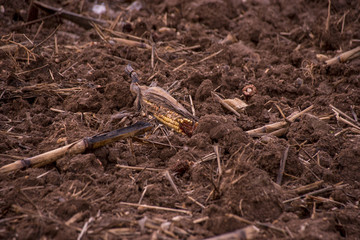 Corn comb on the ground