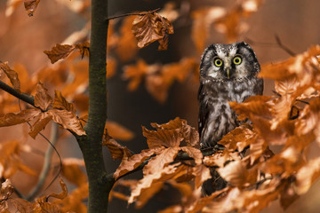 Tengmalm's Owl in autumn leaves