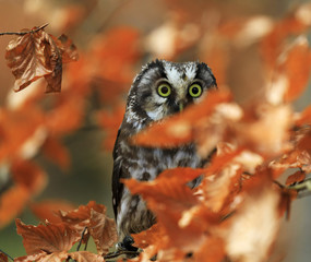 Tengmalm's Owl in autumn leaves