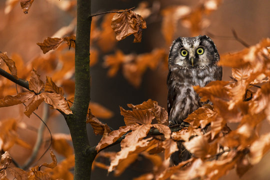 Tengmalm's Owl In Autumn Leaves