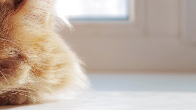 Cute ginger or red or orange CAT muzzle close up, macro shot. Domestic pet having rest, selective focus