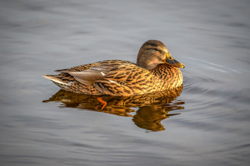 Duck resting on the water