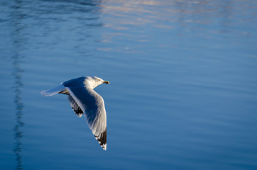Fototapeta na wymiar Seagull flying over the lake