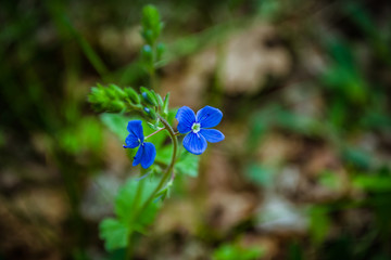 A small blue forest flower. Spring forest. May flowers. Close-up of blue summer flowers - Germander speedwell. Veronica germander macro flower in wild nature. Young greens. 