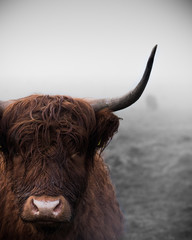 A highland cow in Scotland.