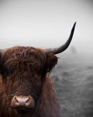 Wall murals Highland Cow A highland cow in Scotland.