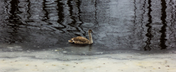 Grey Baby Swan in a River in Winter Day
