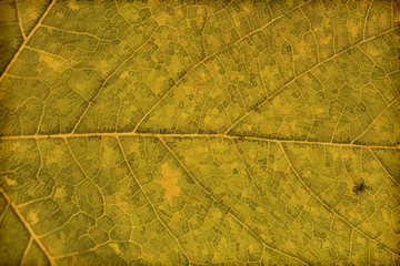 Close up textures of autumn leaves