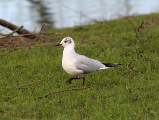 Black headed gull (Chroicocephalus ridibundus) on meadow