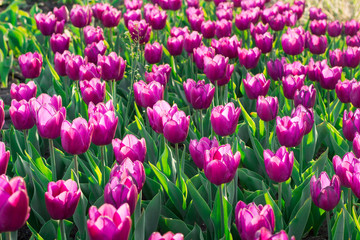 Colourful purple tulips blooming and flowering on spring flower garden