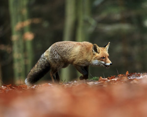 Naklejka na ściany i meble Red Fox running in orange autumn leaves.