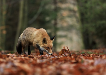 Red Fox running in orange autumn leaves.