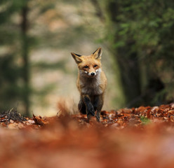 Naklejka na ściany i meble Red Fox running in orange autumn leaves.
