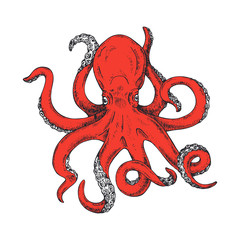 Octopus. Gigantic octopus vector ink sketch. Isolated on white background