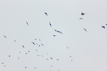 Birds Flying in Skies in Cloudy Winter Day
