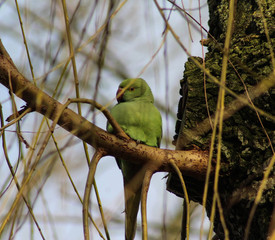 Rose ringed parakeet (Psittacula krameri) sitting in tree