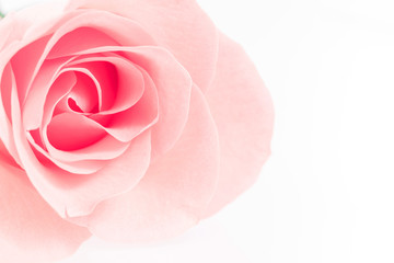 Pink Rose flowers on white background. Rosaceae. Postcard, cover, card