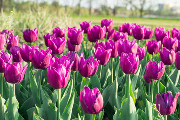 Bright purple tulips blooming and flowering on spring flower garden