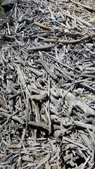 Treibholz am Strand von Südafrika - Driftwood