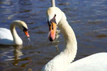 Swans on the lake
