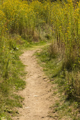 Fototapeta na wymiar Dirt pathway through tall grasses